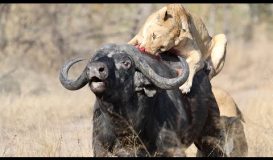 3 Lions Bring Down Buffalo In Epic Battle *Not For Sensitive Viewers*