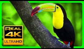 Breathtaking Colors of Nature in 4K III ?Beautiful Nature - Sleep Relax Music 4K UHD TV Screensaver